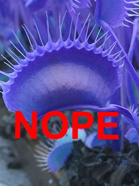 why blue venus flytraps are fake